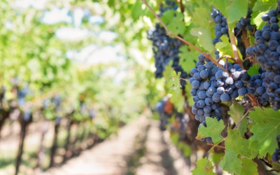 Explore The Best Vineyards In The Newport Area